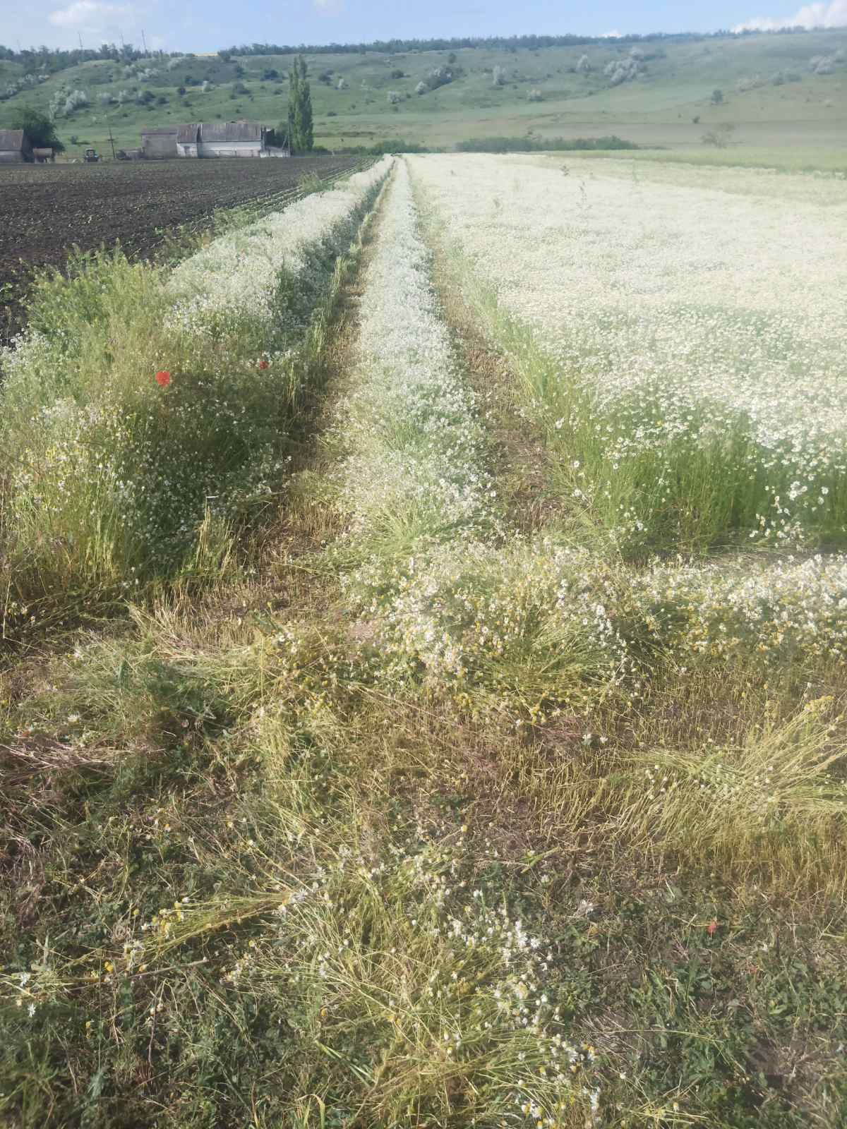 Ромашка лікарська ціна за 100гр