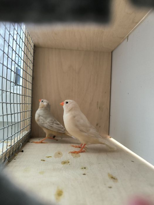 Zeberka zeberki samce i samice 2025