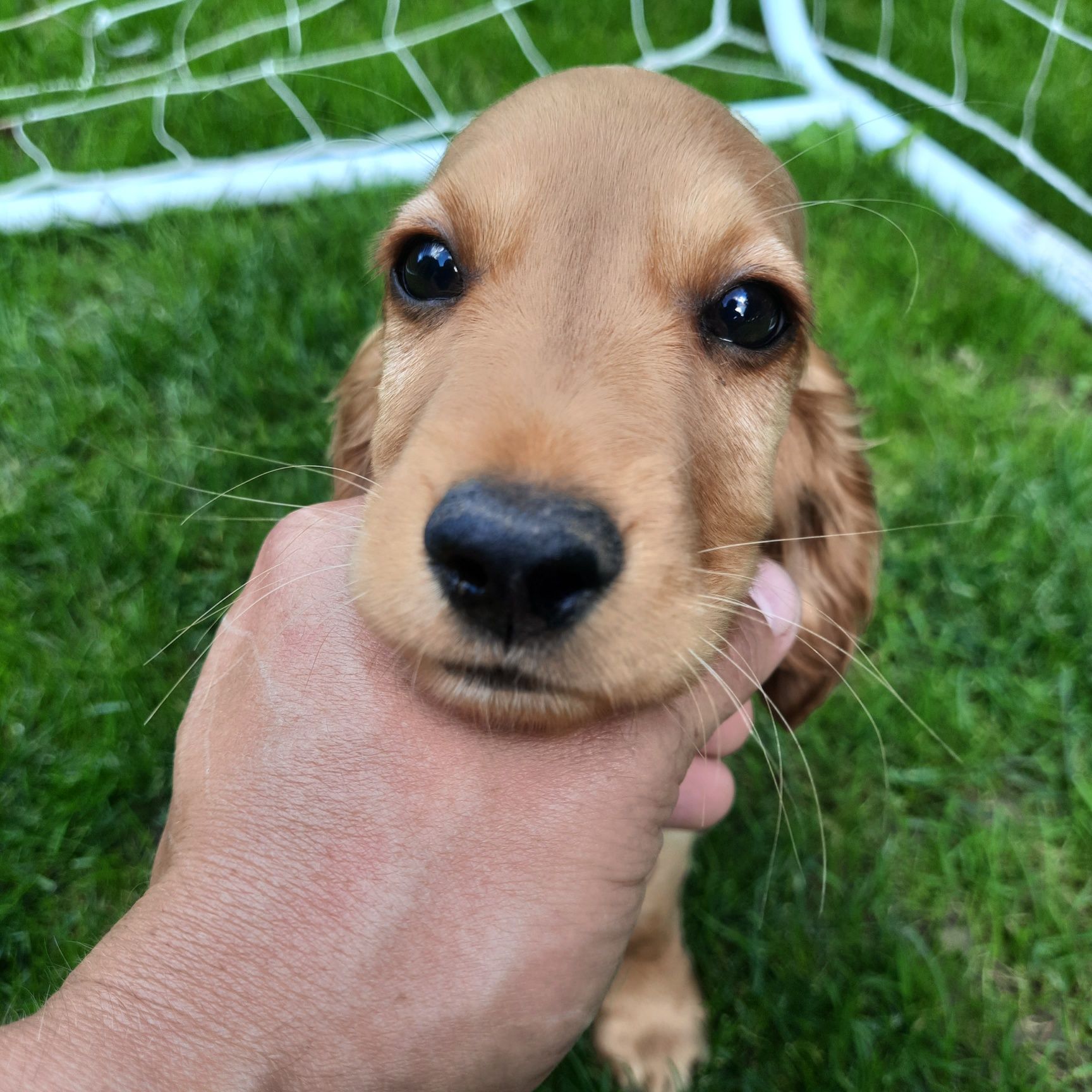 Cocker Spaniel "REZERWACJA"