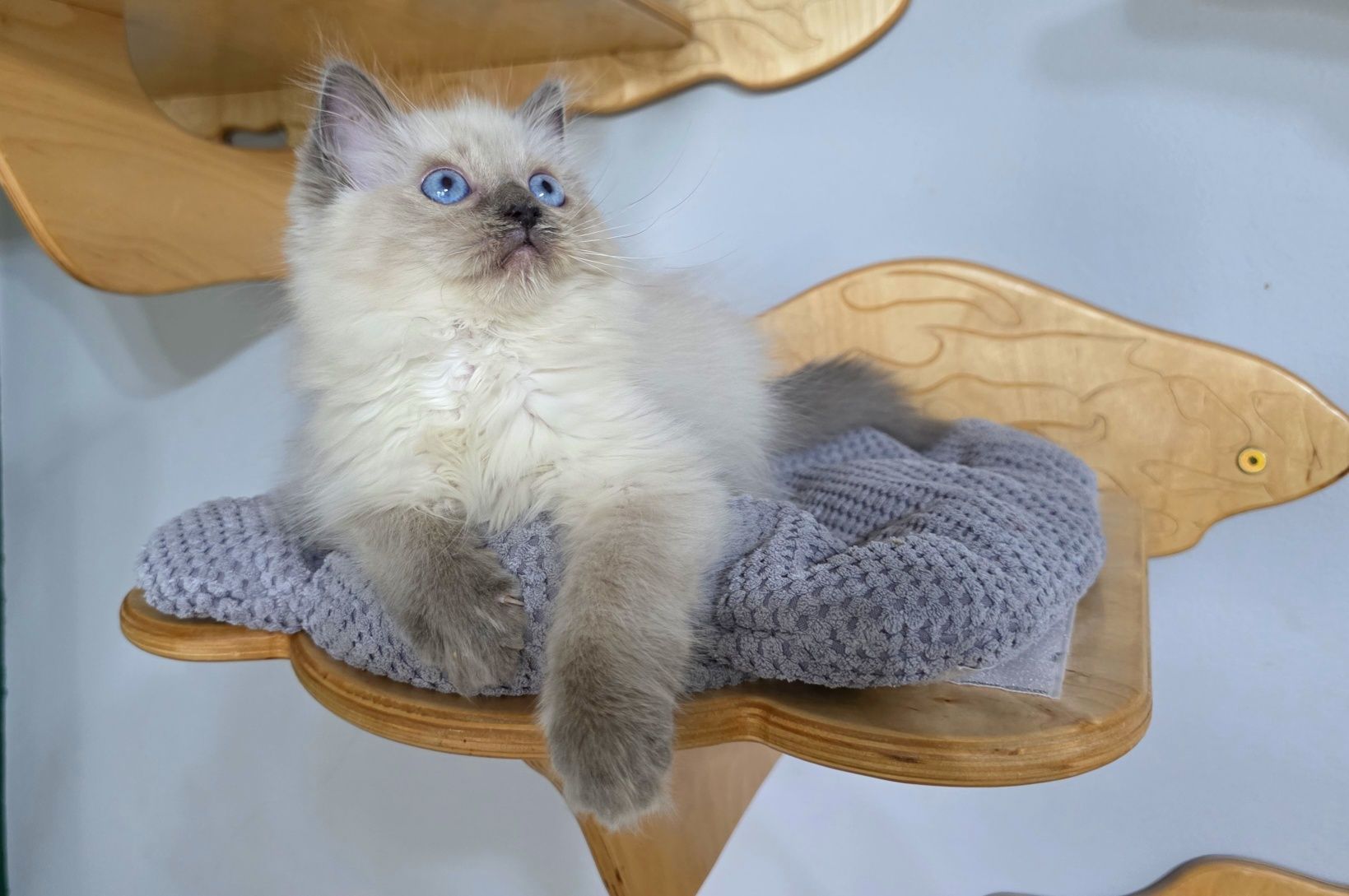 Ragdoll WCF odbiór w czerwcu rodowód honorowany na całym ś