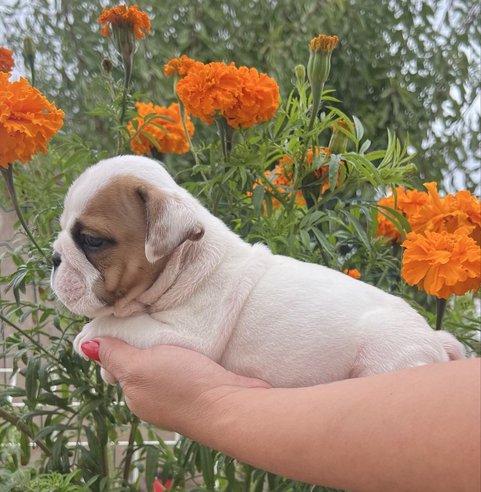 Bulldog inglês   c/ Lop