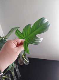 Filodendron florida