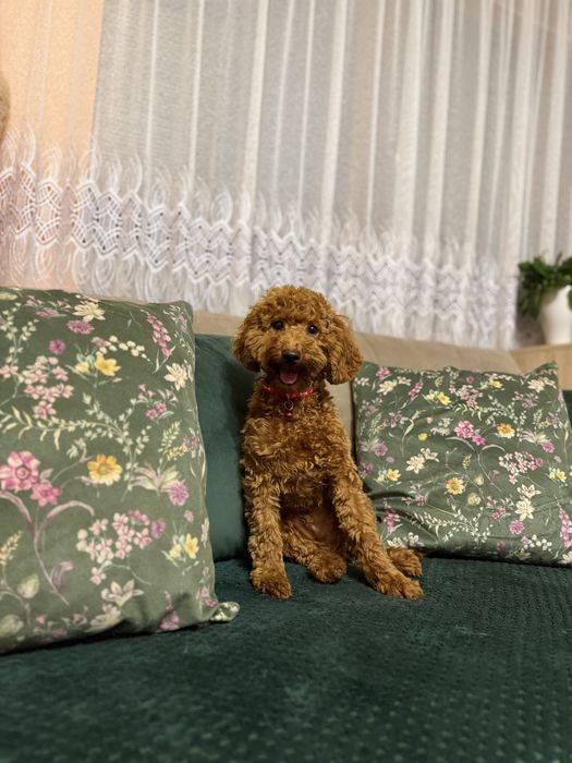 Pudel miniaturowy mini red rudy brązowy płowy