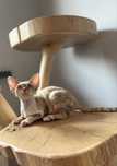 Devon rex Kamaro Koteczka
