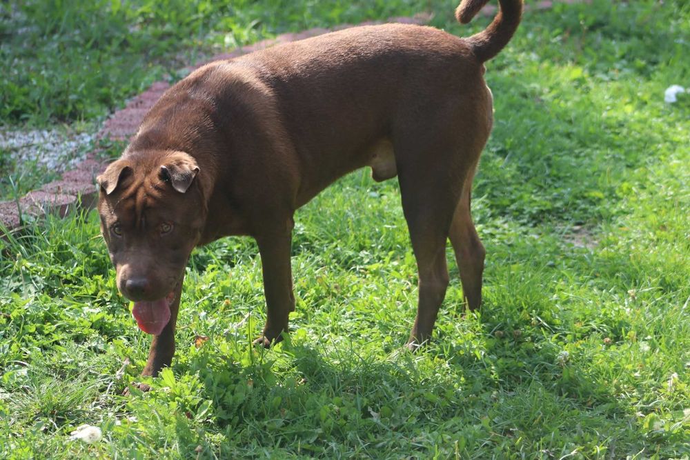 YUKI szuka domu. Pokochaj