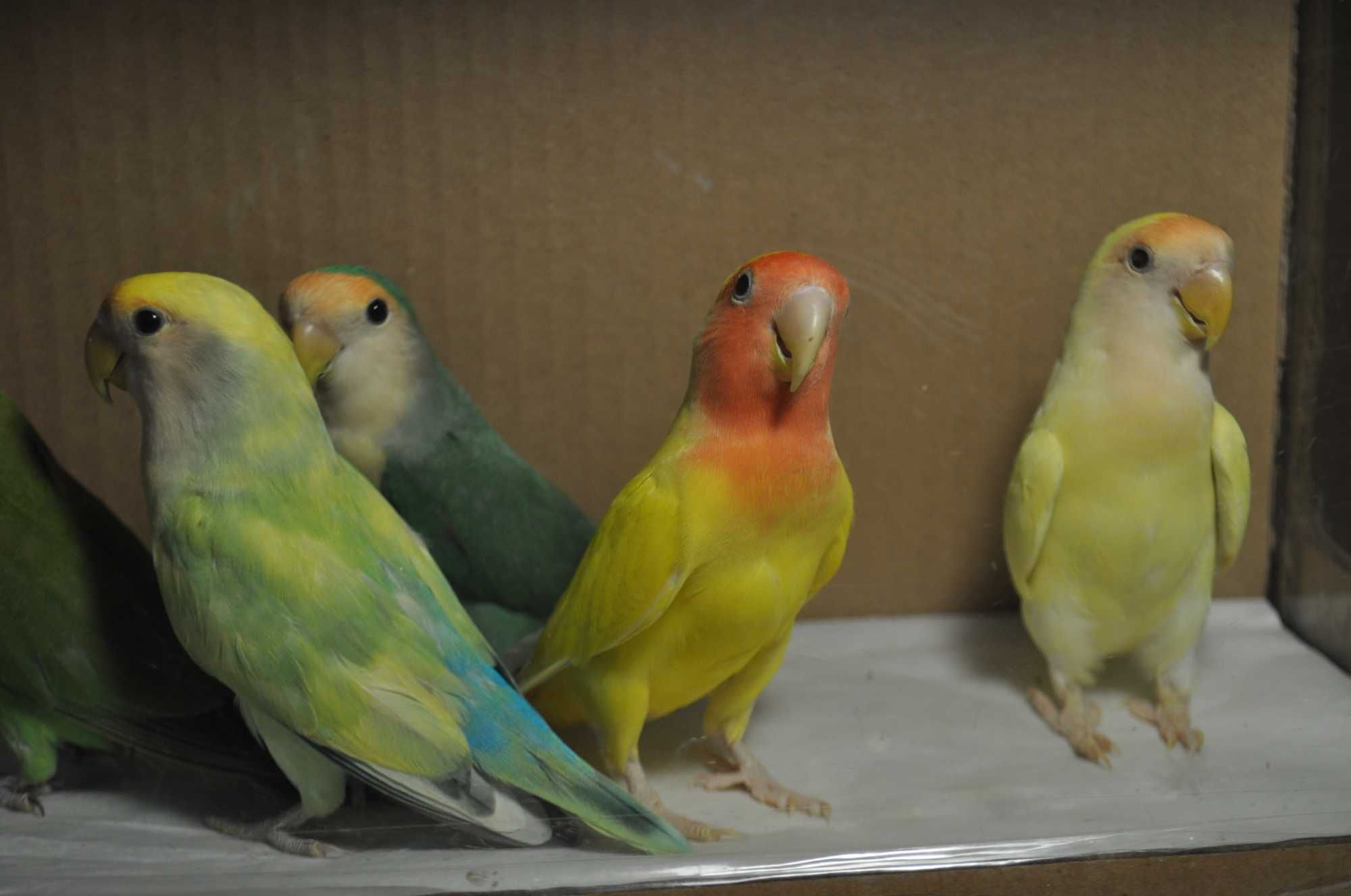 Молодые волнистые попугаи неразлучники рисовые амадины