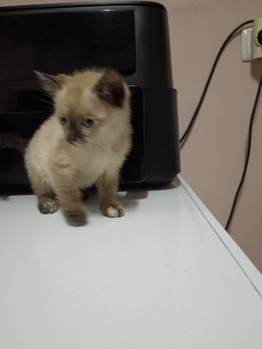 Dou gatinhos, duas fêmeas