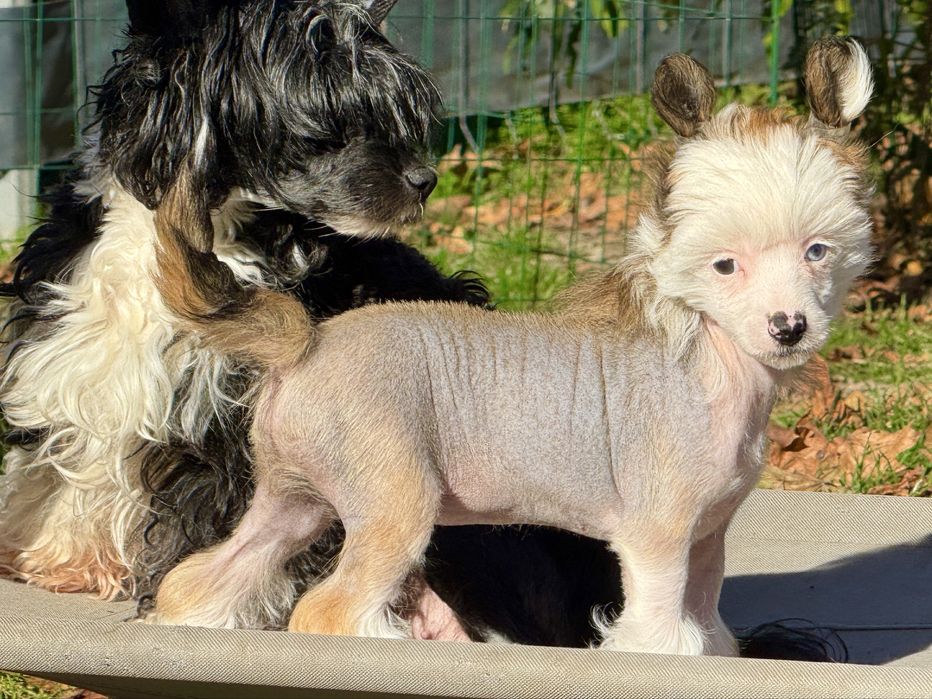 Chiński Grzywacz - piesek nagi / hl z metryką ZKwP