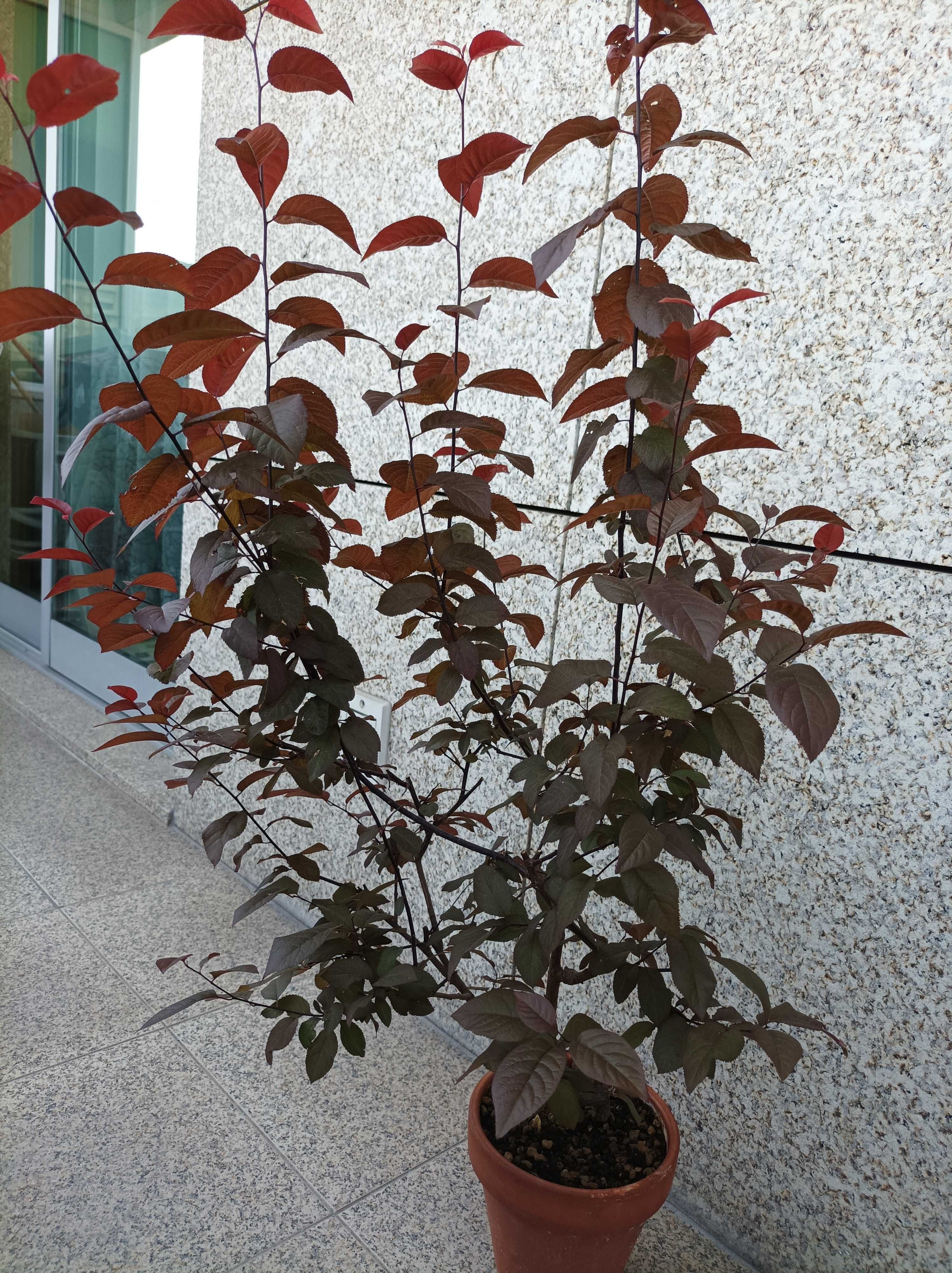 Ameixoeira Púrpura - 4 anos