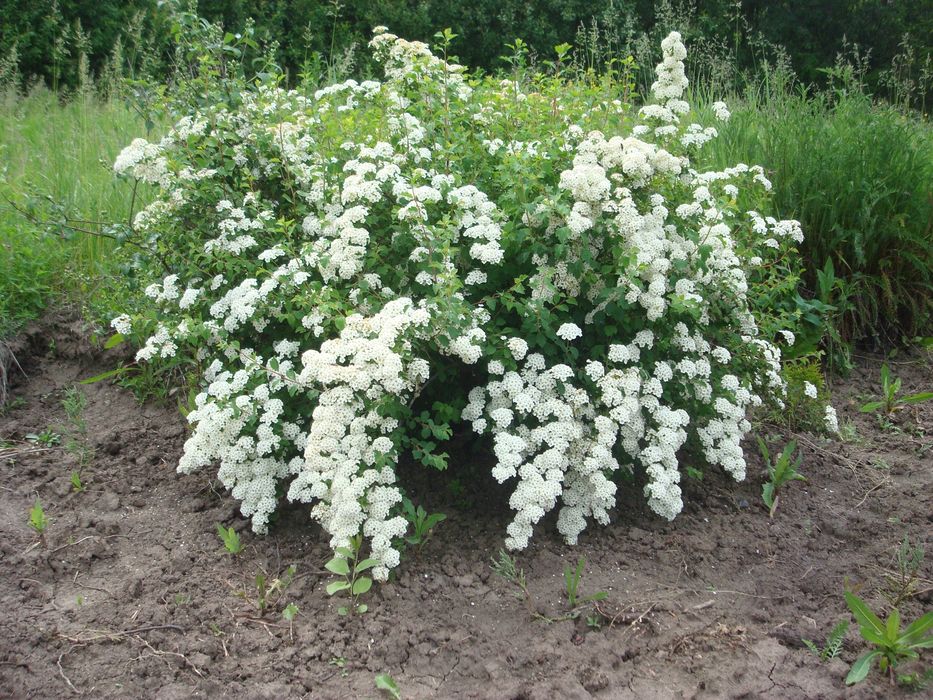Спирея Вангута кустарник лиственный