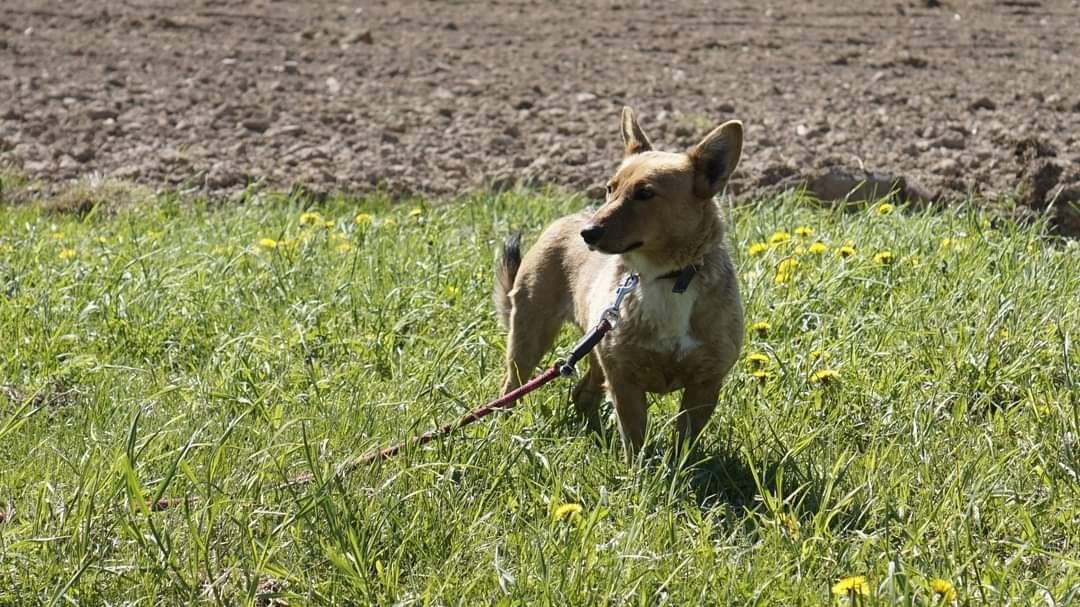 Ruda 3 letnia sunia szuka domu bez małych dzieci