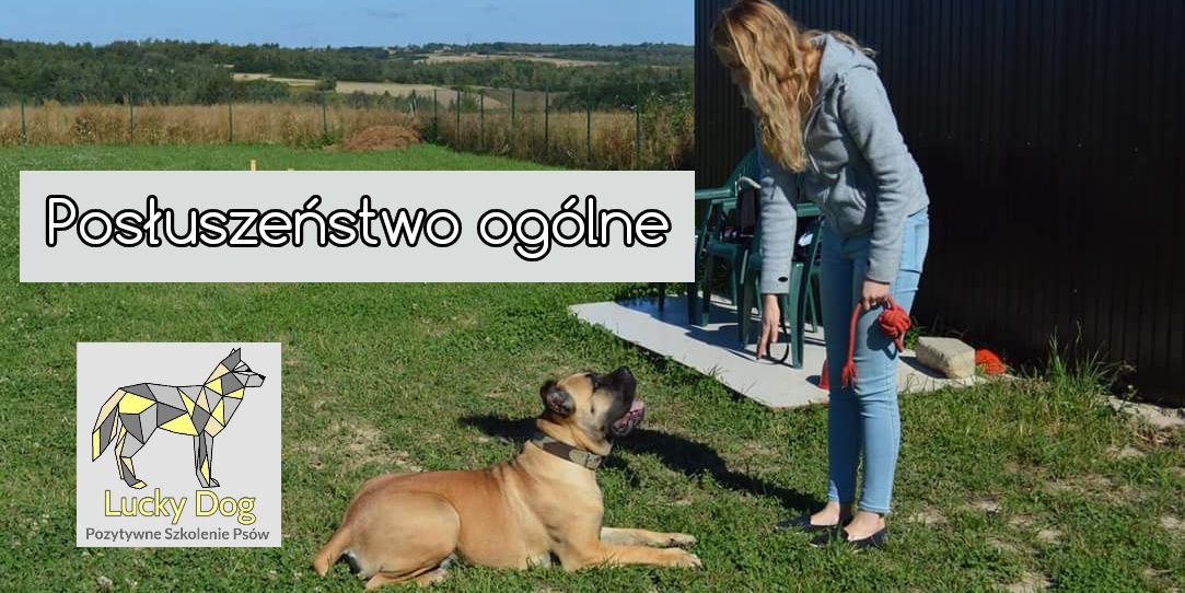 Szkolenie psów  SPA dla PSA LuckyDog