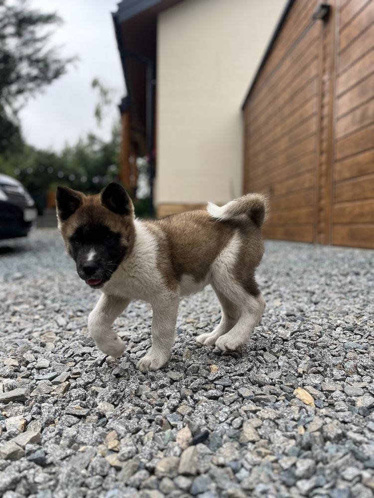Akita amerykańska Suczka