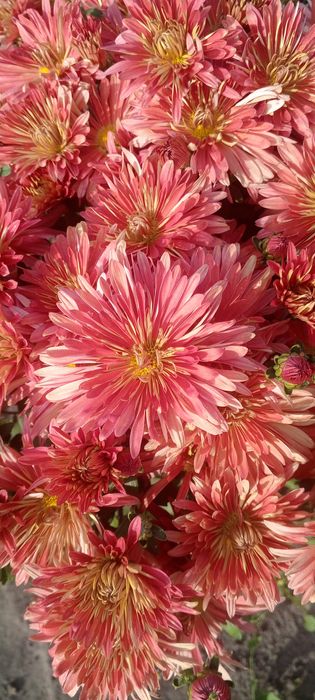 Хризантема мультифлора