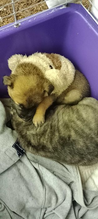 Цуценята незвичайного окрасу