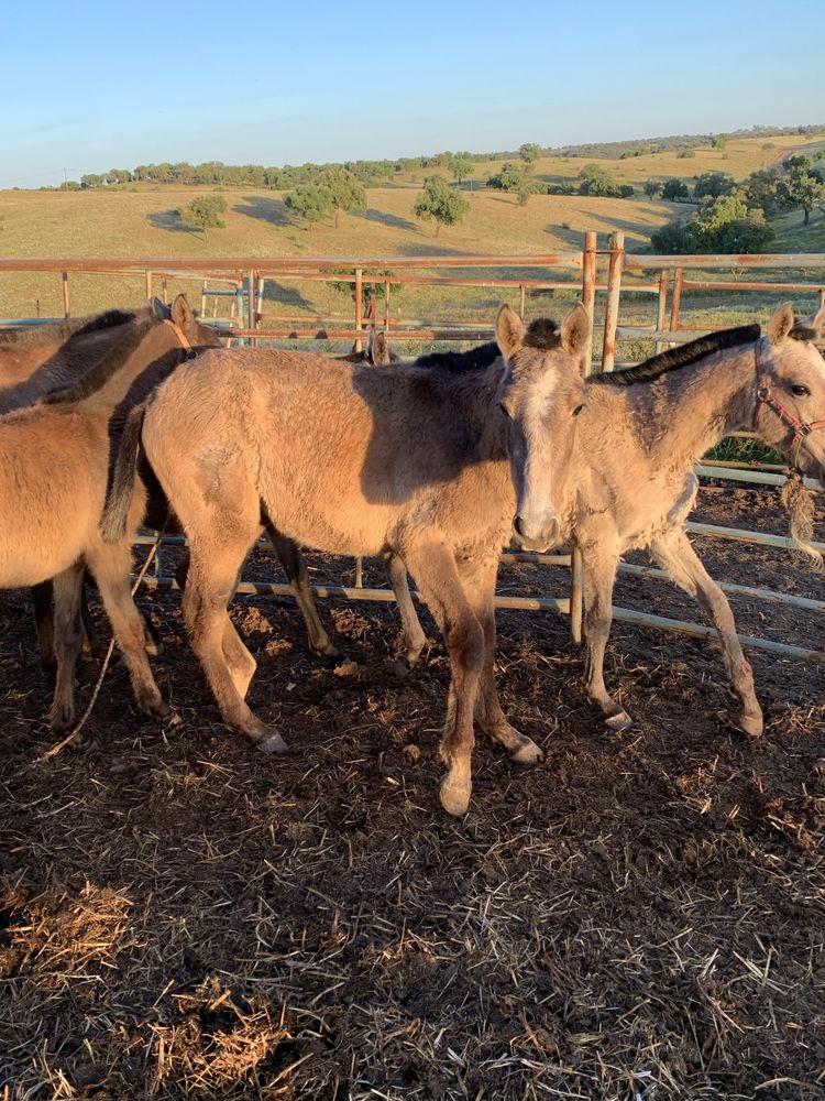 Poldro Cavalo PSL, 2 anos