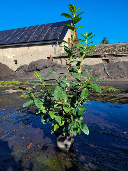 Jesienna promocja! Laurowiśnia Novita 100-120 cm! Darmowa dostawa!