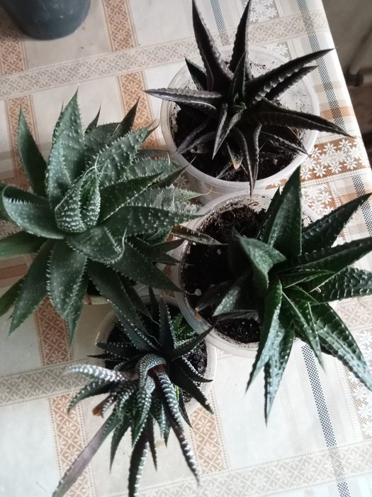 Хавортия лимифолия, блоссфельда- сукуленты. Алоэ остистое, гуэрния.