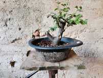 Pré-Bonsai de "Pyrus" (Pereira) - *VENDA URGENTE (DESOCUPAR)*