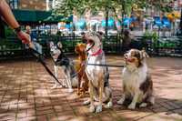 Dog Walking-Passeio Com Cães