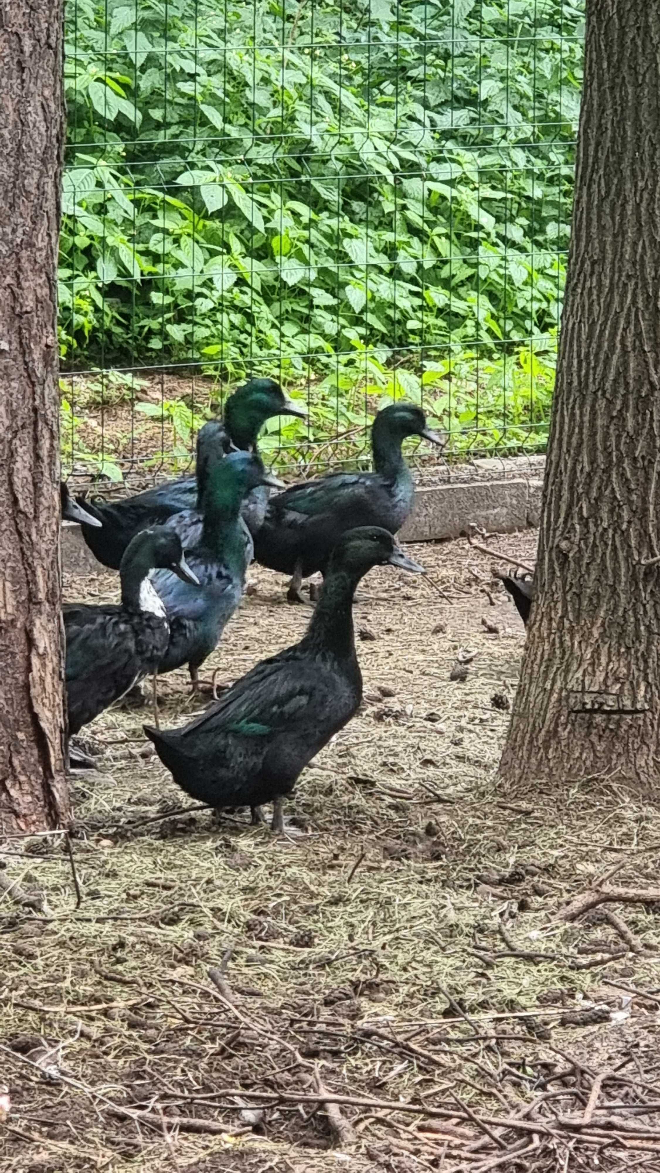 Kaczka kayuga/ call duck