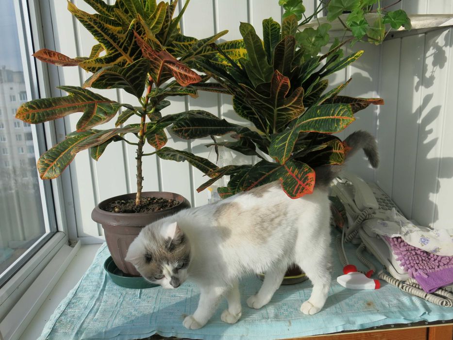 Кротон барвистий, доглянутий красавчик м. Біла Церква