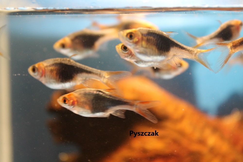 Rozbora klinowa black