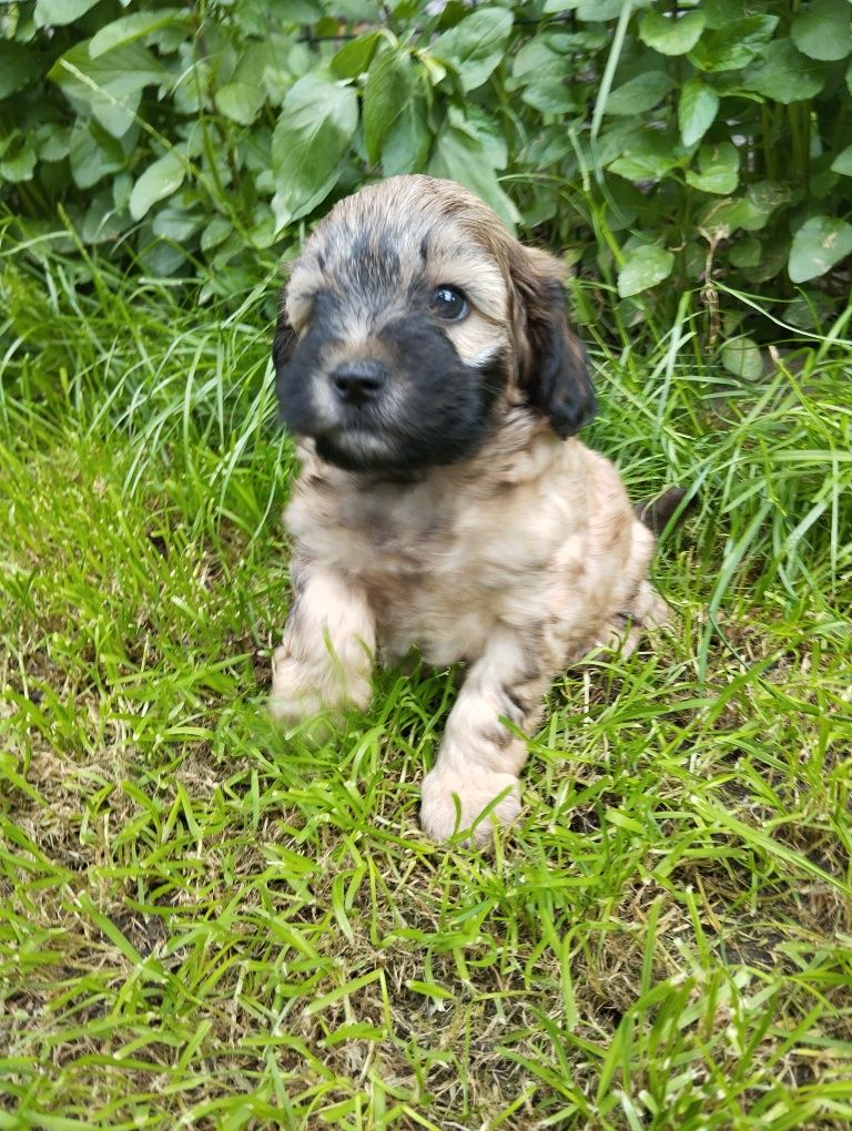 Cavapoo piesek , ( hybryda maltipoo, maltańczyk, cavalier, pudel)