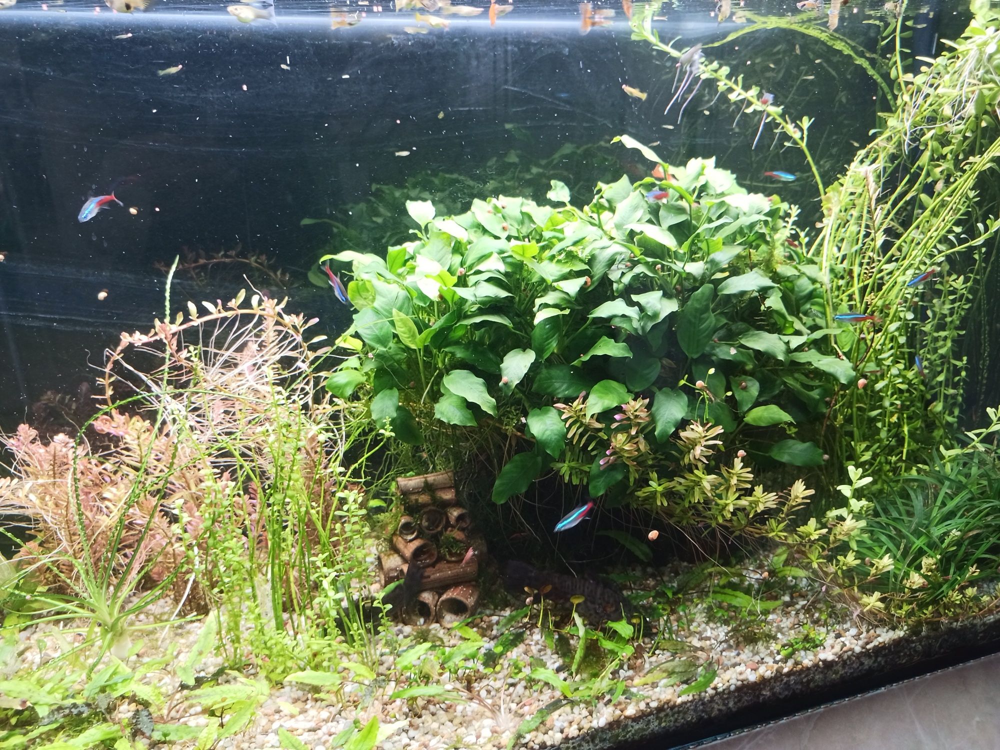 Anubias nano zestaw 10szt