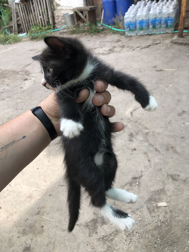 Віддам котенят в хороші руки
