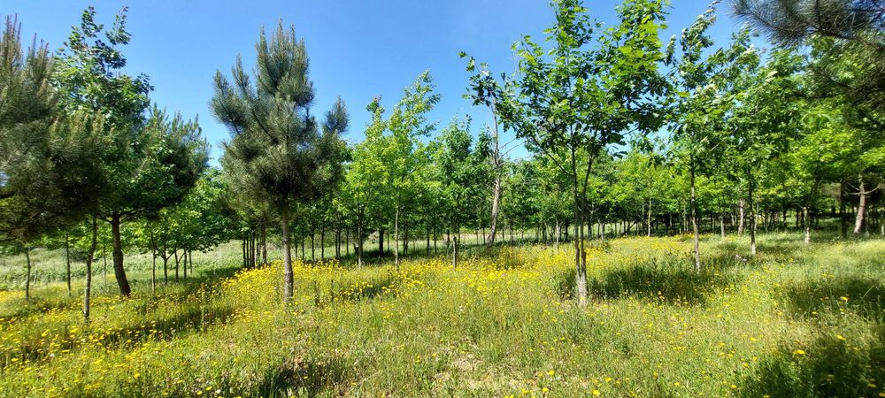 Terreno Rústico na Bairrada!
