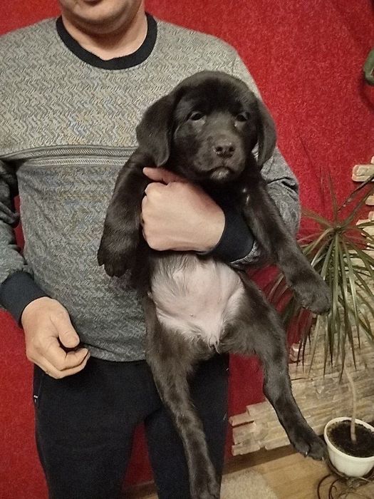 Продам чудових Лабрадорчиків