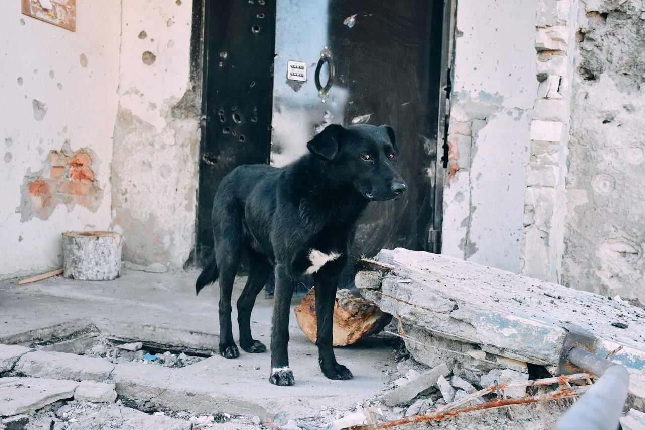 Нужна помощь приюту Харьков