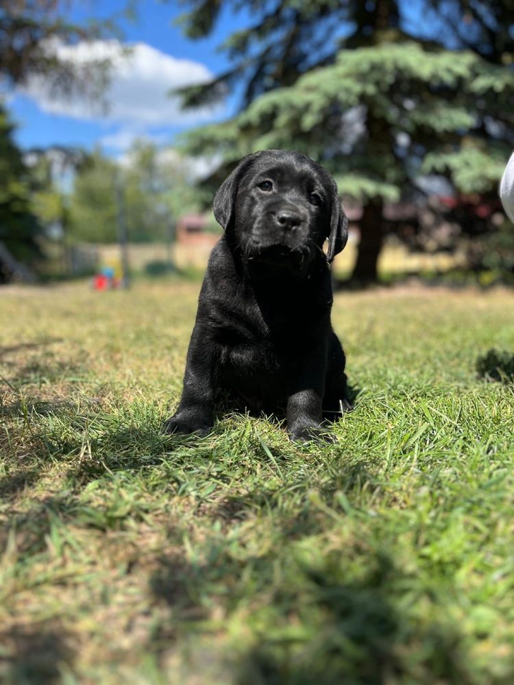 Labrador Retriever ZKwP FCI Czarny Samiec