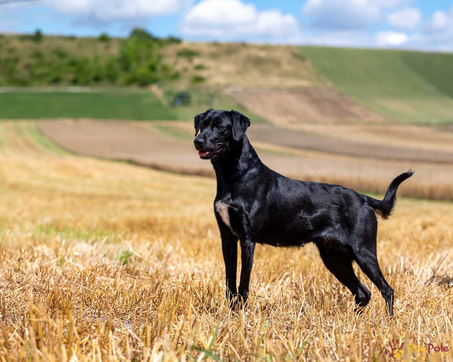 Bonnie - młoda, łagodna, kochana suczka jak labrador SCHRONISKO