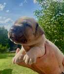 IXY Puma Nero FCI Cane Corso szczenie po GRAND CHAMPIONIE