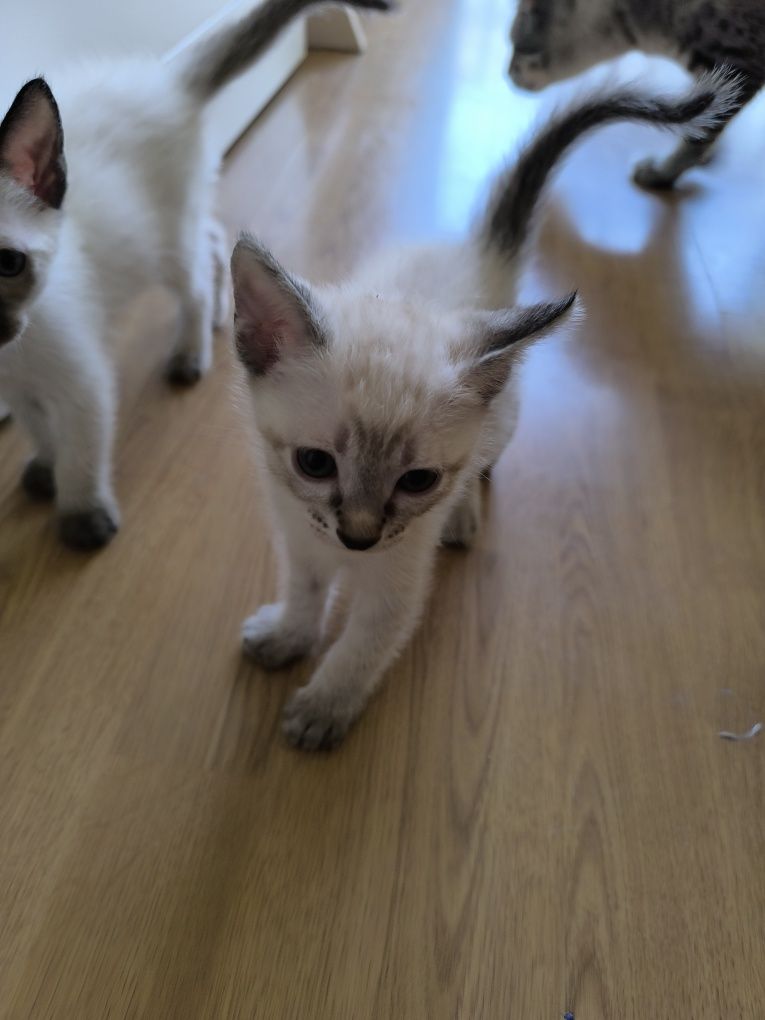 Doação de gatinhos lindos