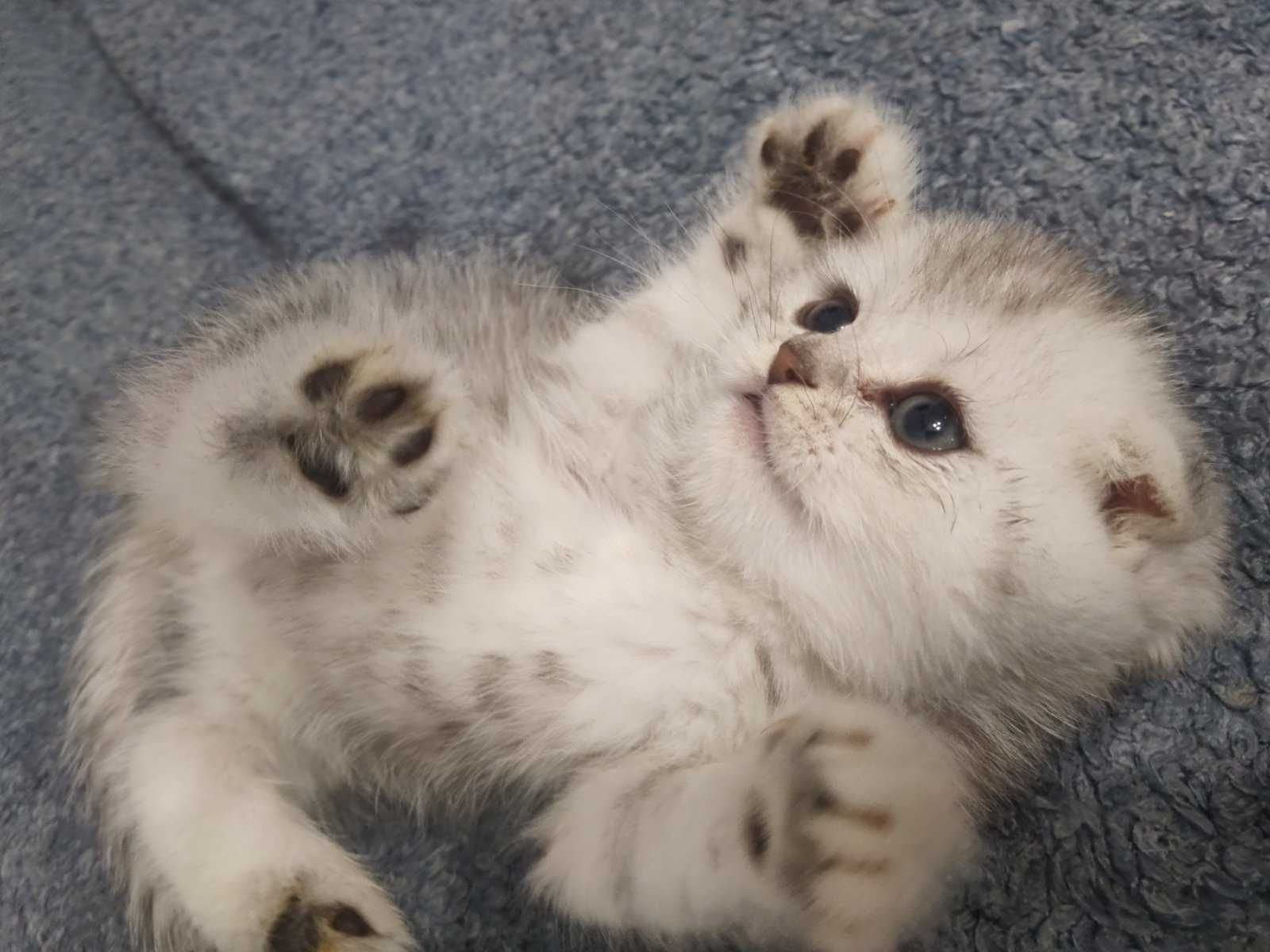 Шотландский малыш"Scottish Fold"с красивыми глазенками