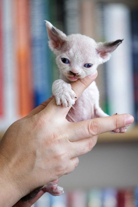 Devon Rex* Kotka Annihilare