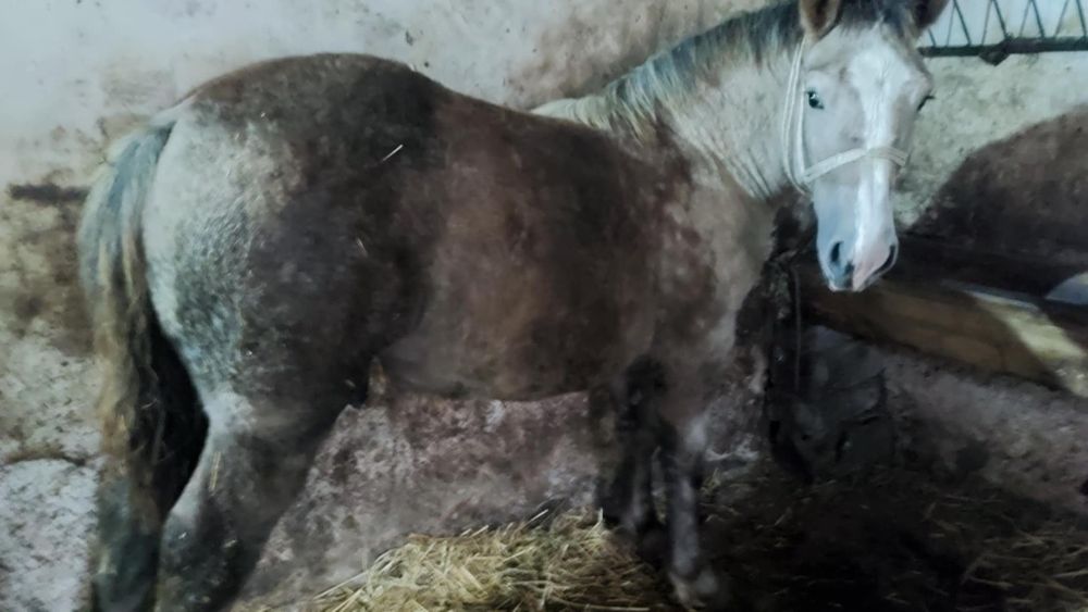 Źrebak zimnokrwisty