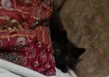 Кошеня котик у добрі руки