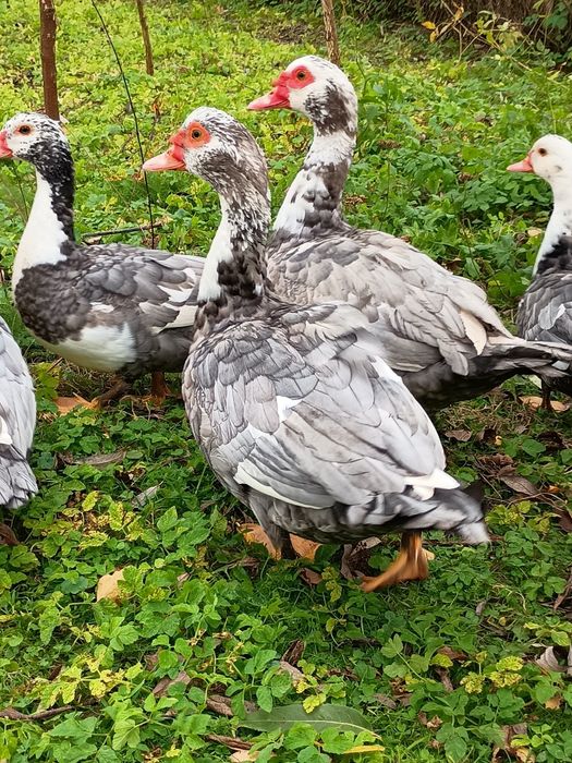 Kaczki i kaczory francuskie z własnej hodowli