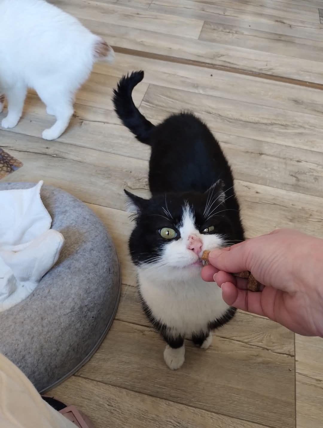 Mruczek cudowny misiak kot do adopcji