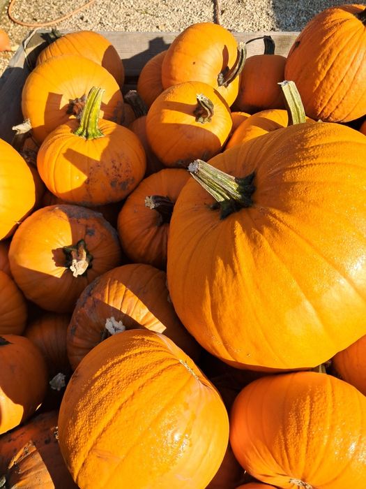 Dynia ozdobna oraz jadalna