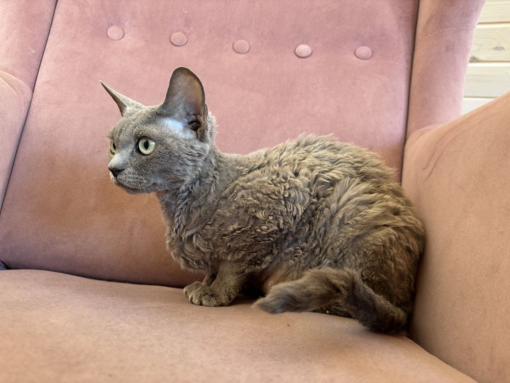 Kotka Devon Rex szuka swoich ludzi
