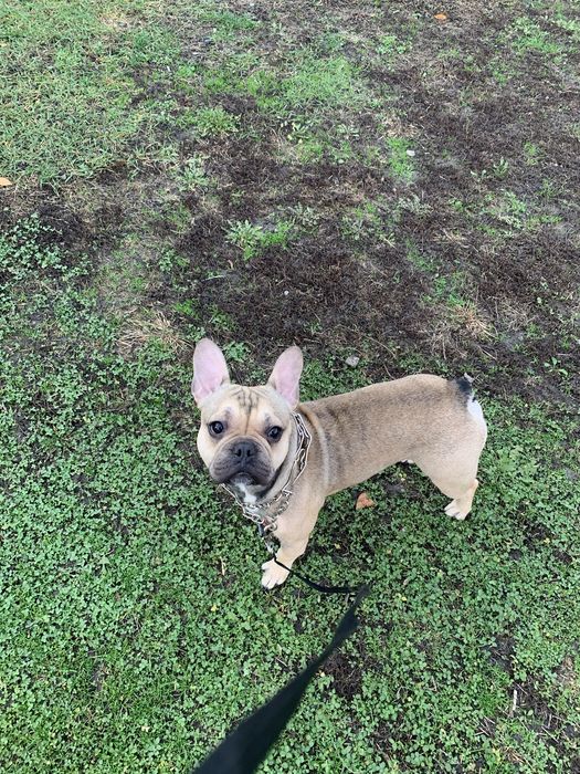 ( Вʼязка  перша  ) Шукаємо  дівчинку для французького бульдога