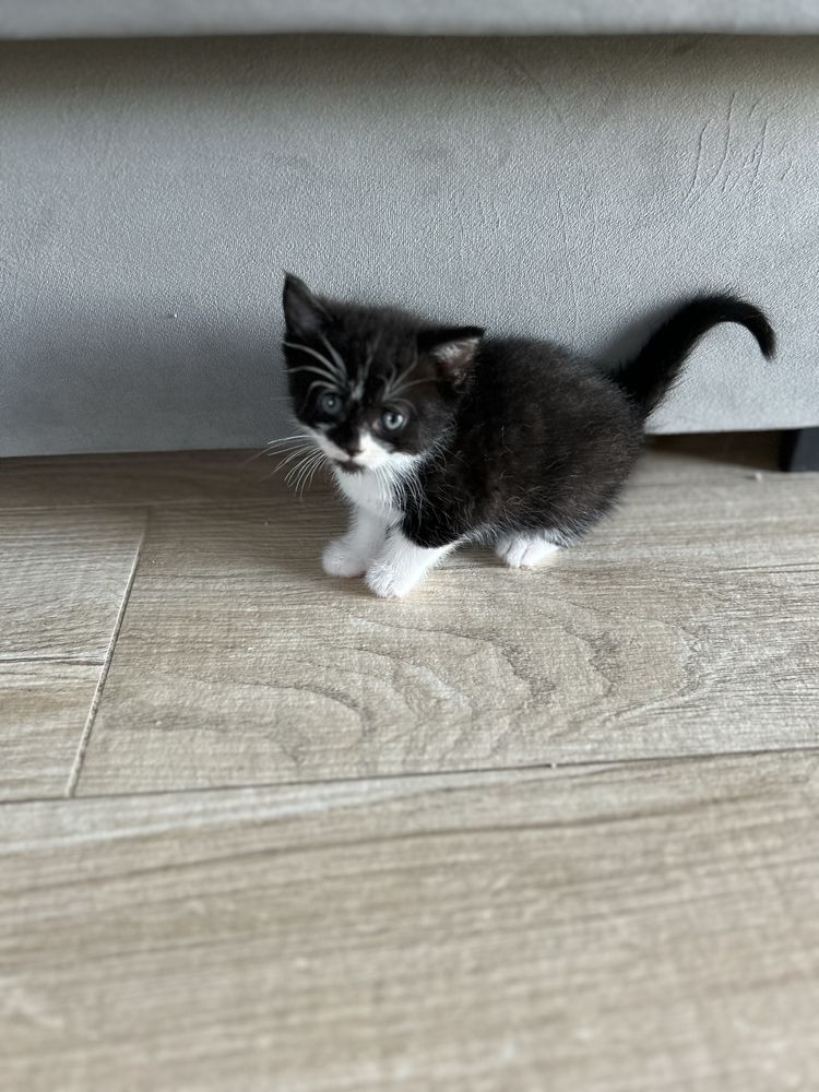 Kotcieta do adopcji