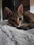 Marzyciel Franciszek poleca się do adopcji:)