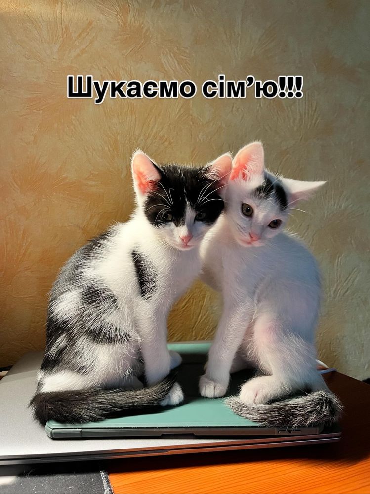 Кошенята шукають родини