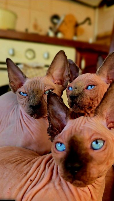 Kot sfinks sphynx przepiękne kocieta z niebieskimi oczkami